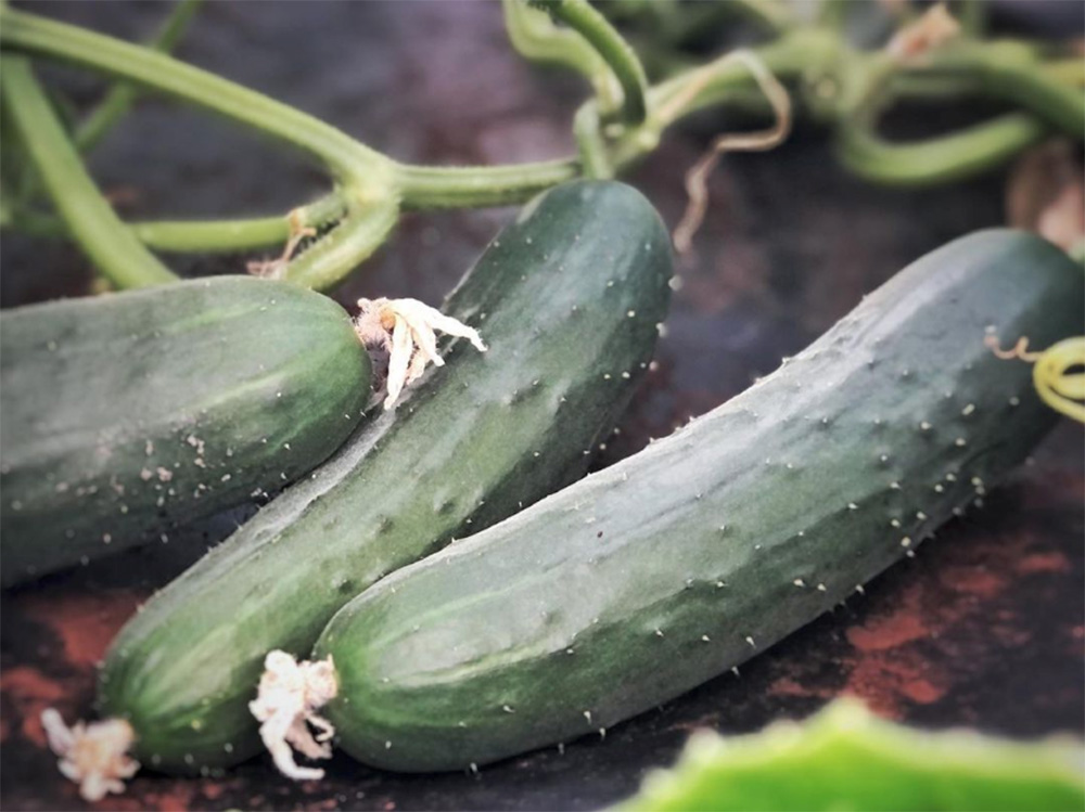 Cucumber