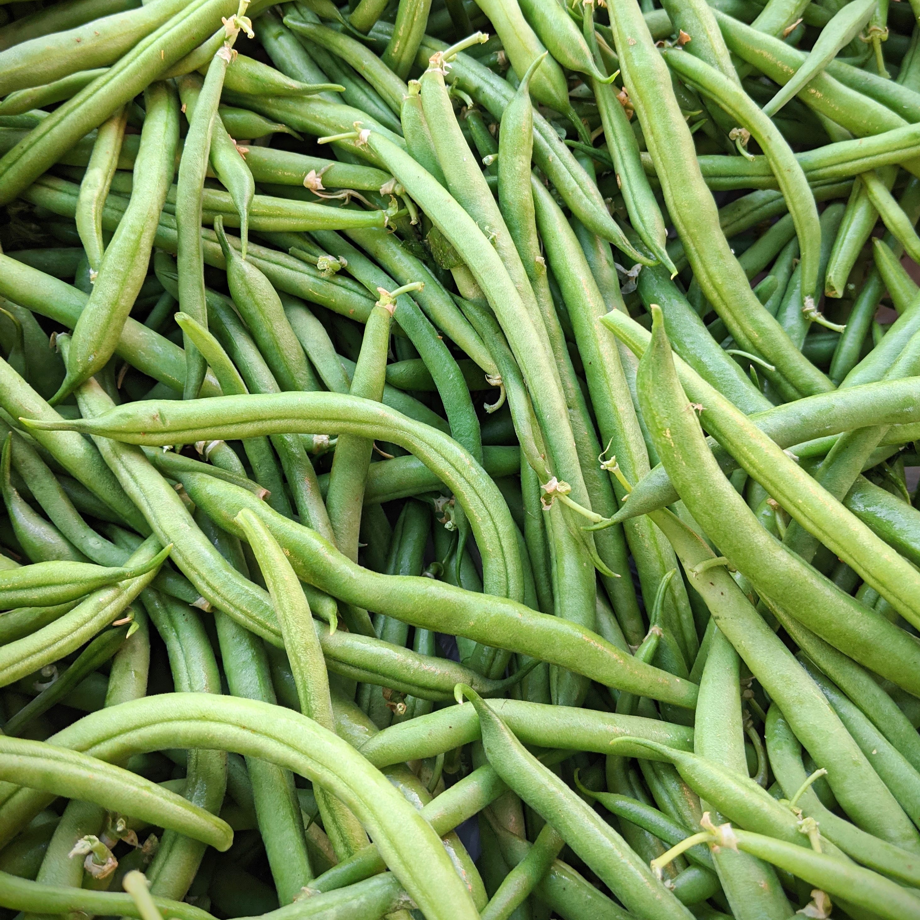 Green<br>Beans