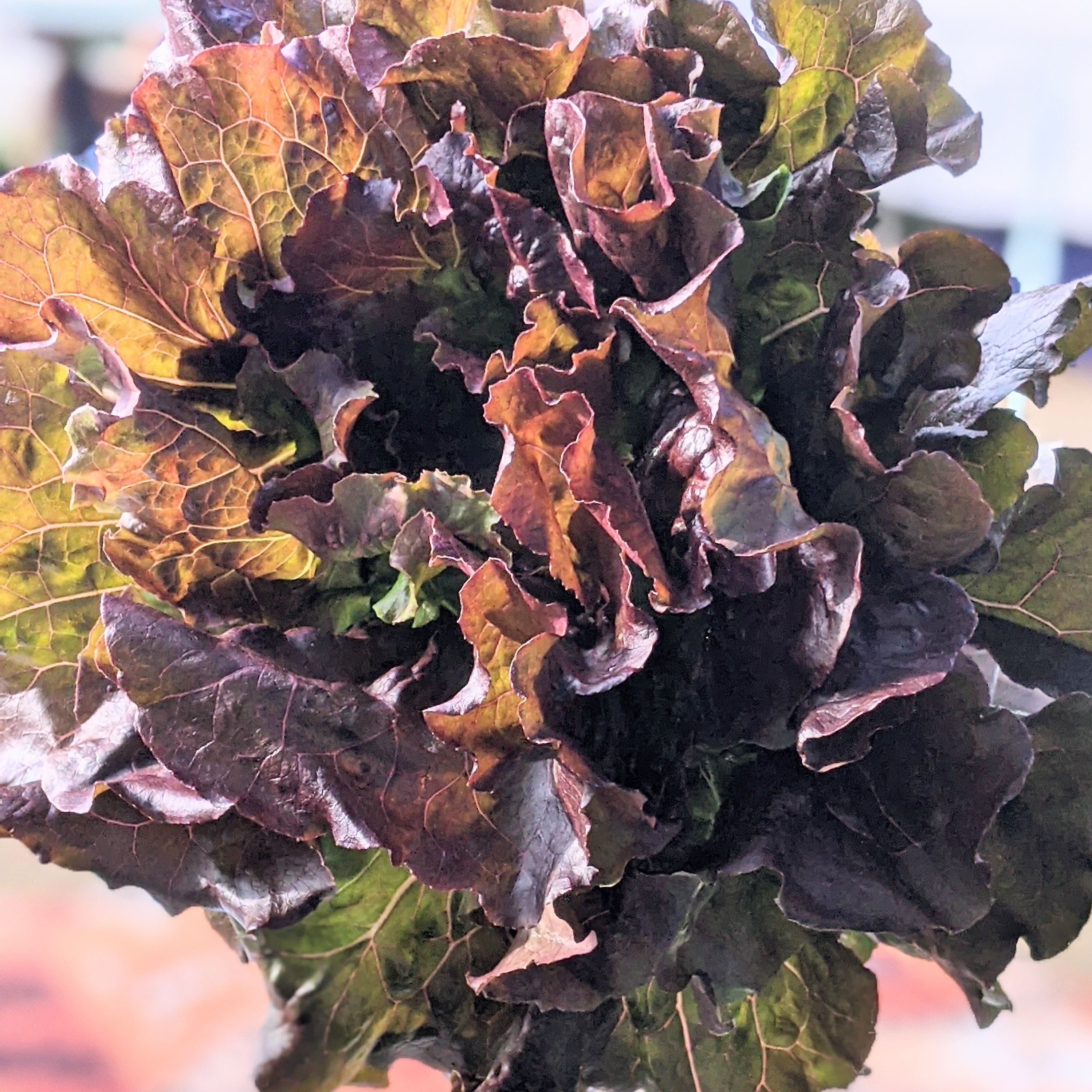 Red Leaf<br>Lettuce